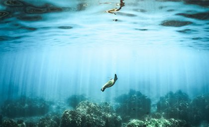 Underwater image.